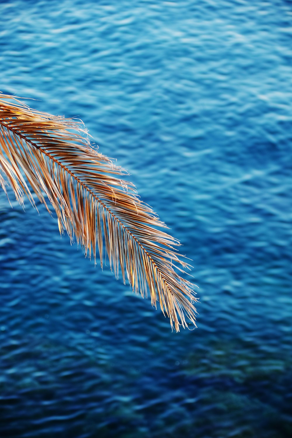 brown and black leaf near body of water