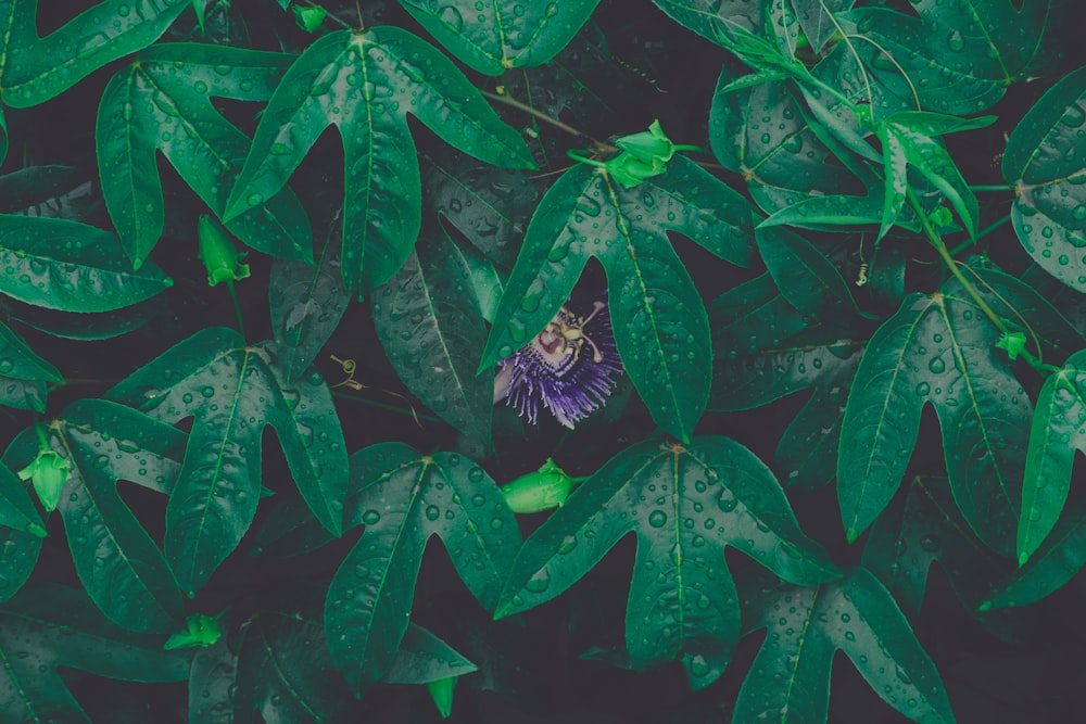 green plants