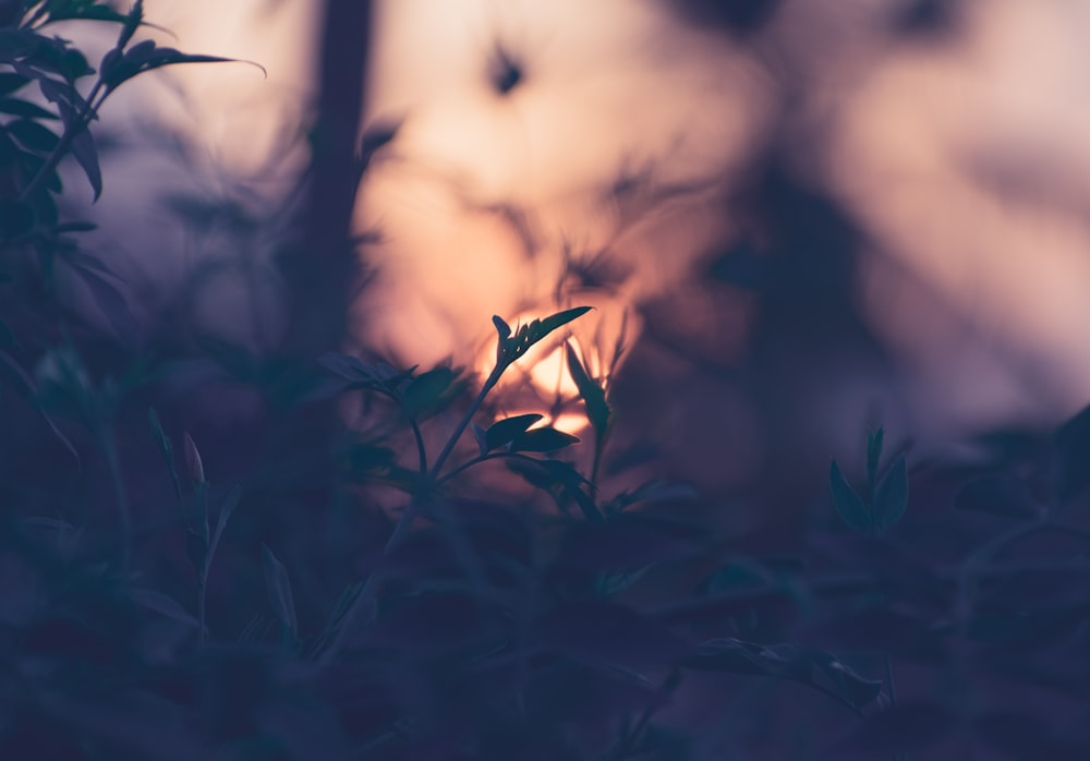 写真 緑の芝生