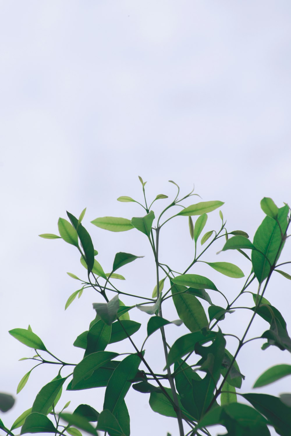 緑の葉の植物