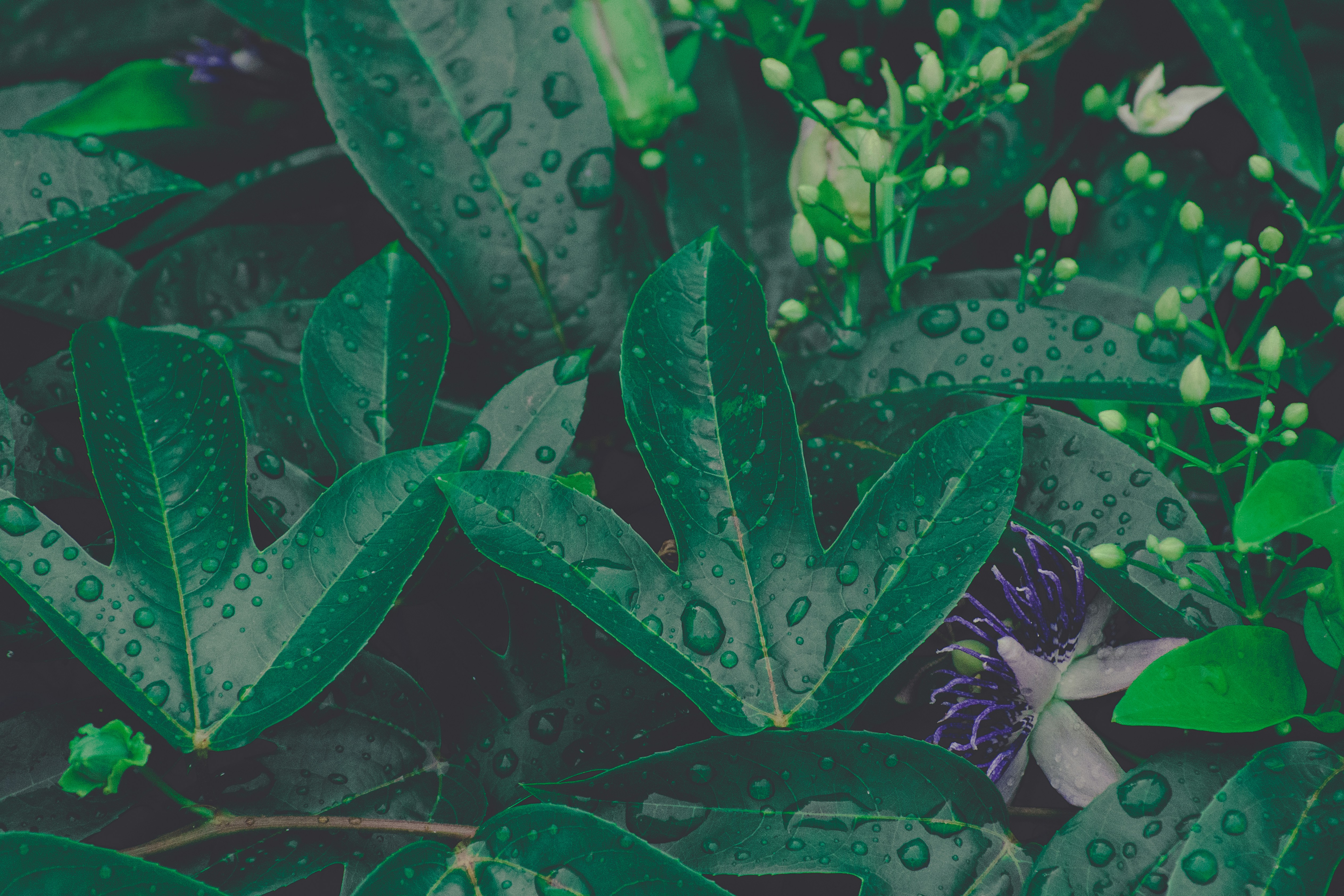 Photo by thezenoeffect