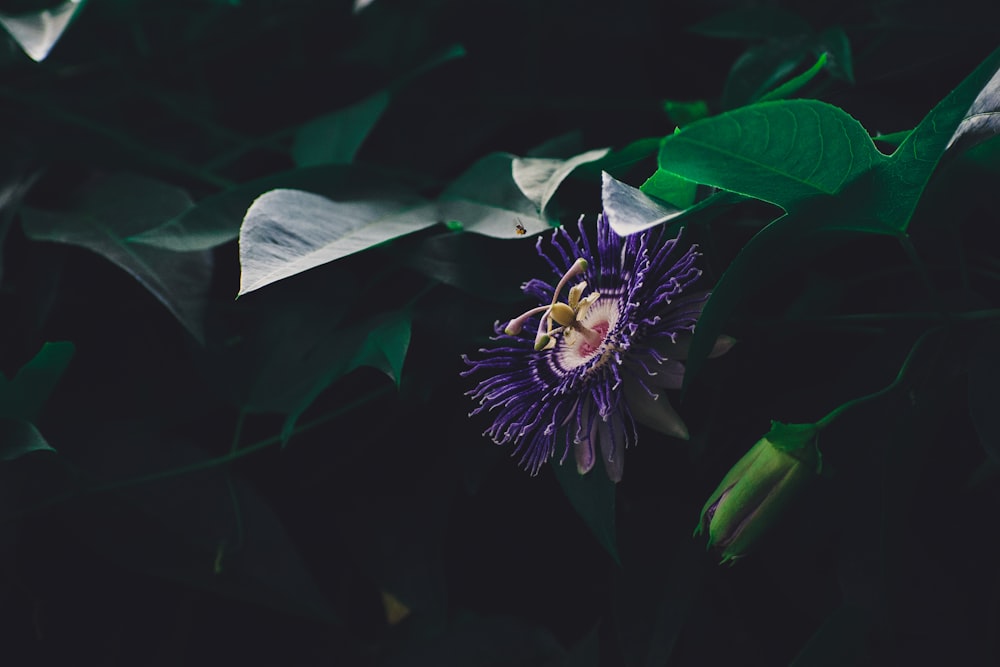 purple petaled flowers