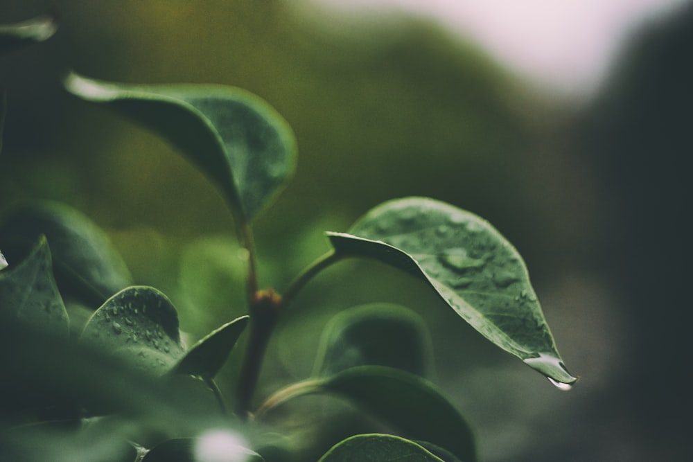 selective focus photography of green leafed plant