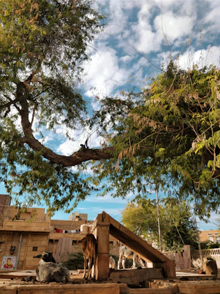 A sunny morning scene showing four goats grazing near a rustic wooden coop with five hens pecking around.