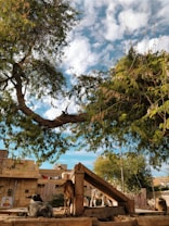 Under a large, leafy tree, several goats rest and graze around a stone structure in a rustic setting. The background includes a modest building with clothes hanging outside and another goat standing nearby. A bright sky with scattered clouds completes the scene.