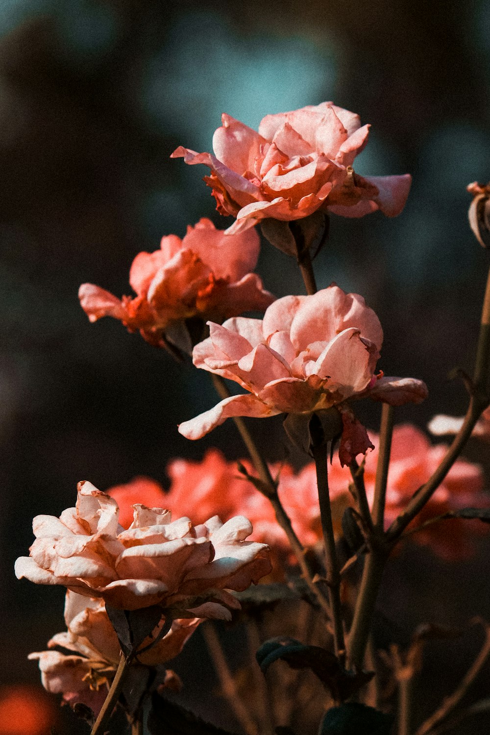 shallow focus photography of pink flowers