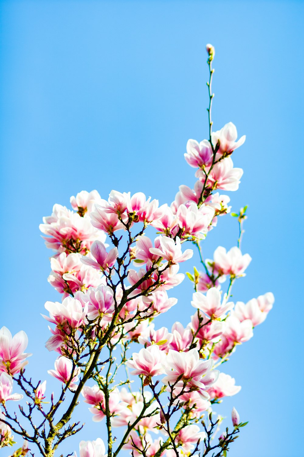 white and pink petaled flowers