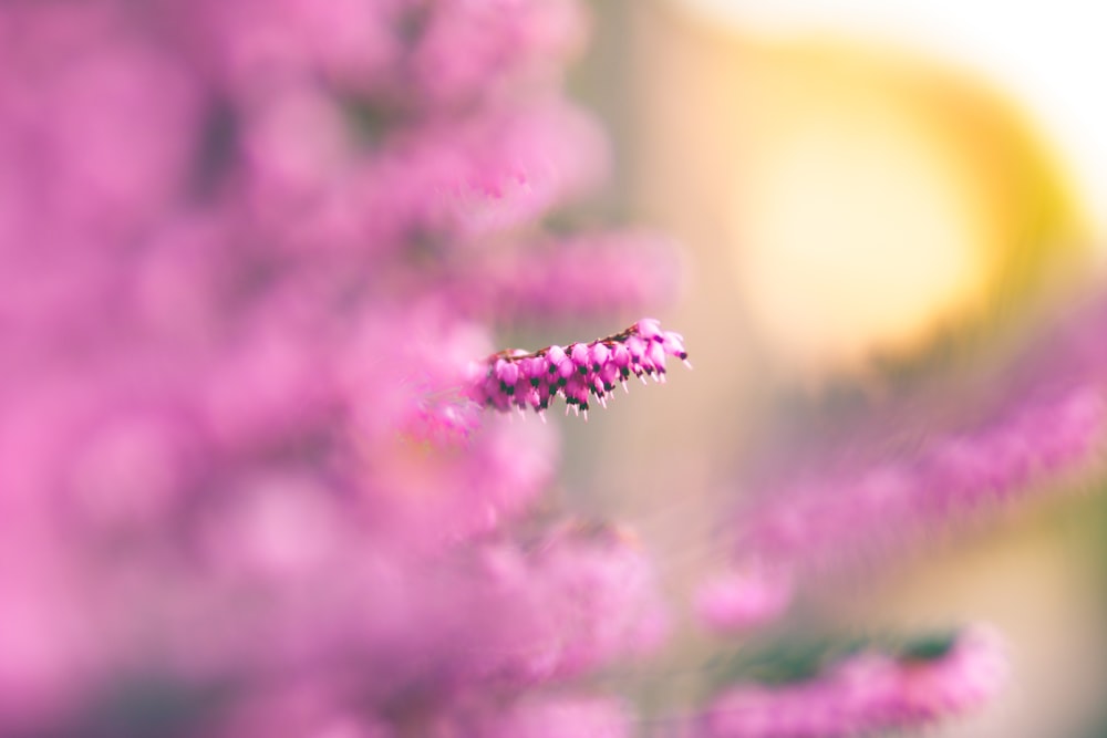 tilt shift photo of flower