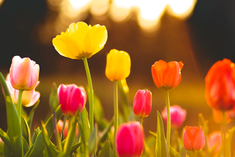 Fotografía macro del campo de flores