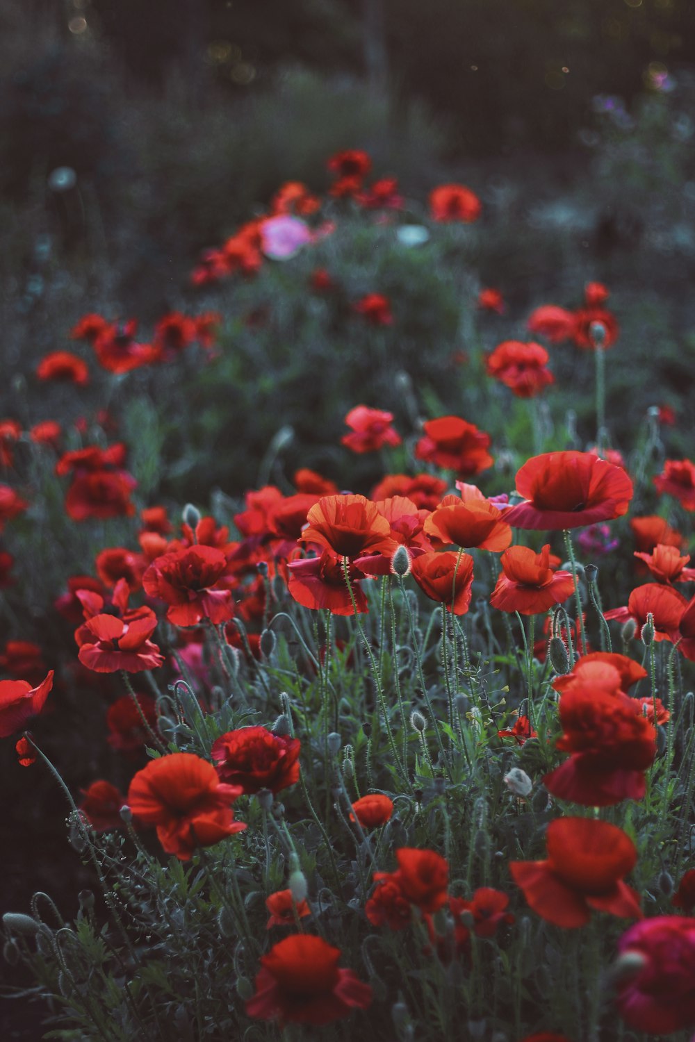 red flower meadow during daytime