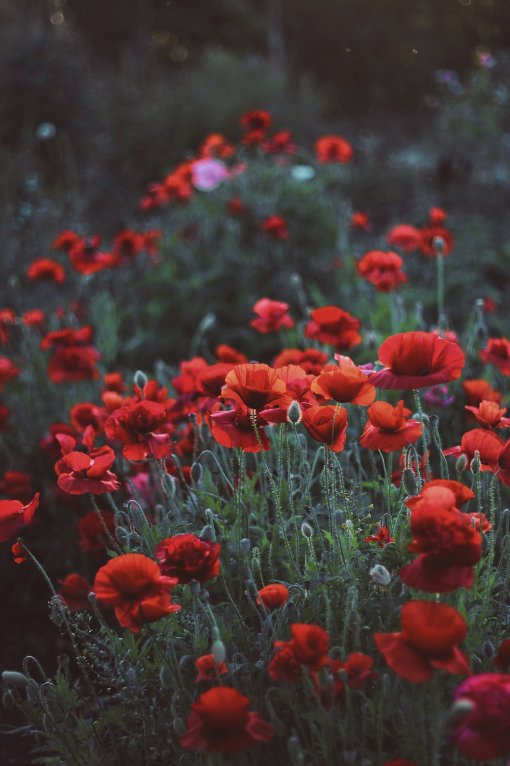낮의 붉은 꽃 초원