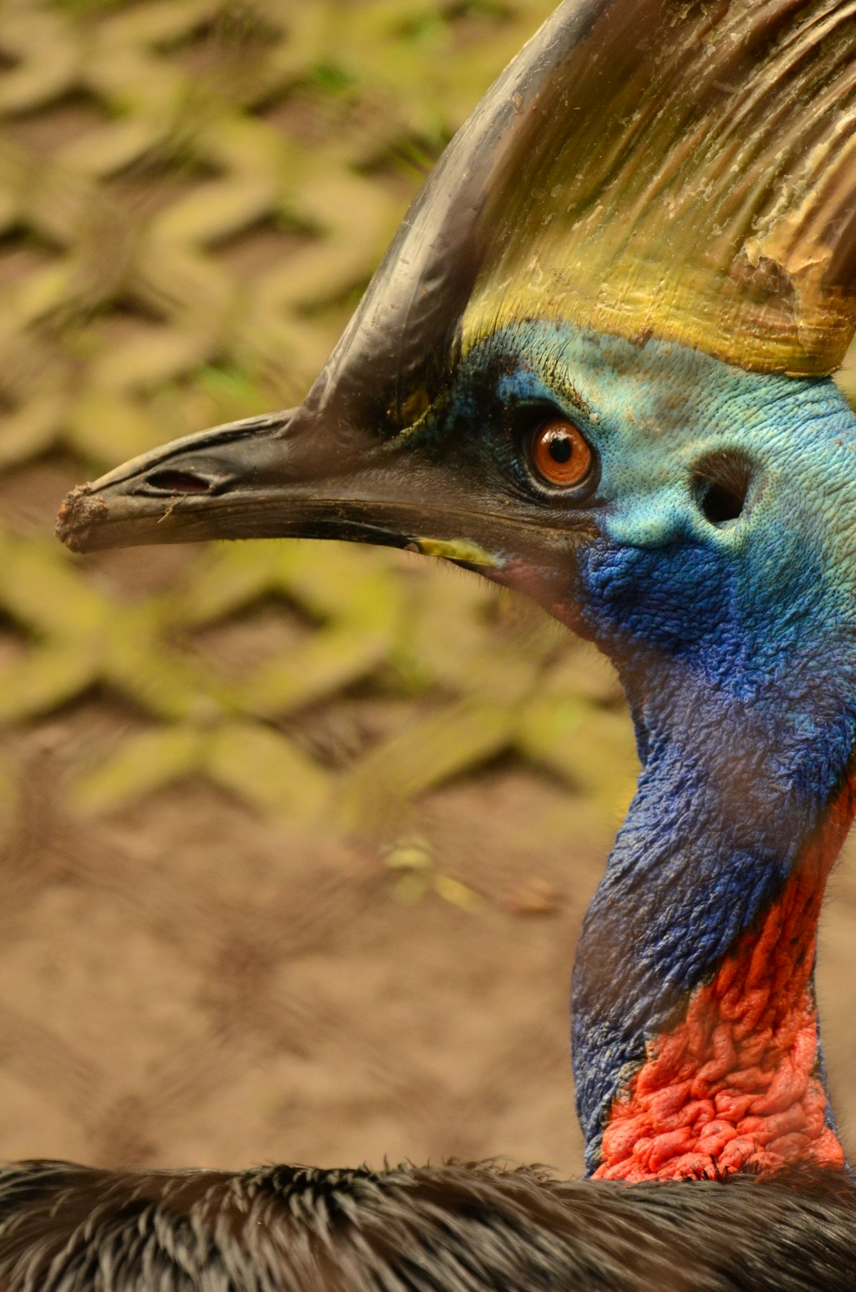 Southern Cassowary: The Forest Guardian