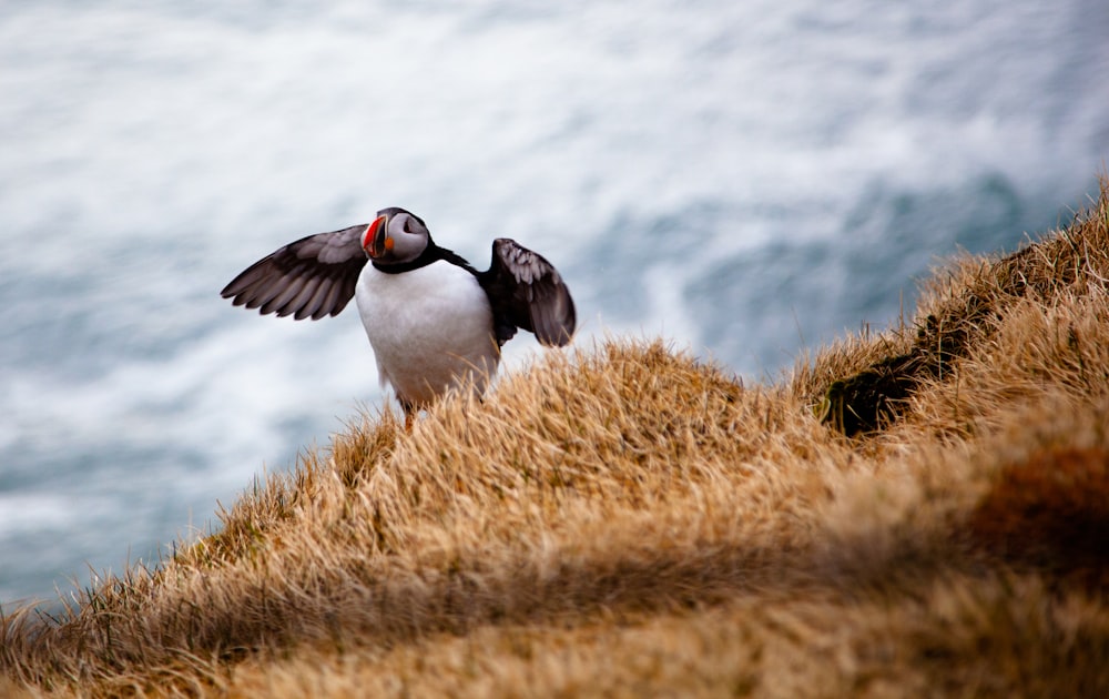 bird on brown grass