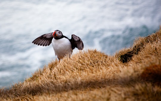 bird on brown grass in Látrabjarg Iceland