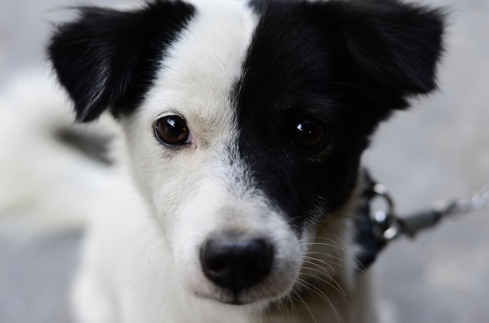 Más de 30,000 fotos de perros en blanco y negro | Descargar imágenes gratis  en Unsplash