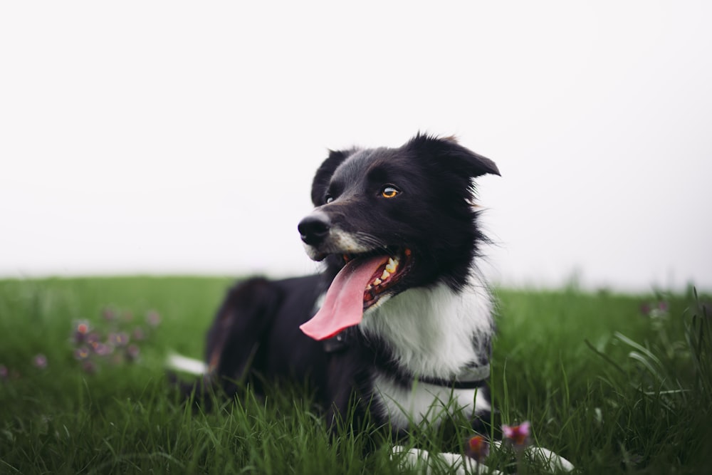 Cão preto deitado na grama verde