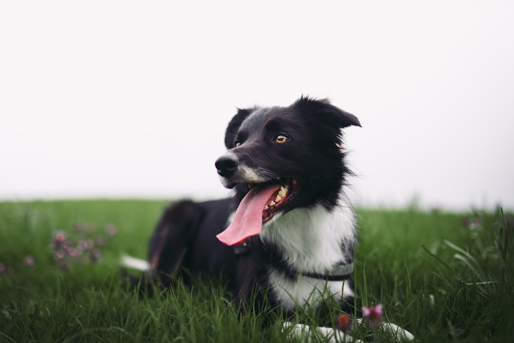 cane nero sdraiato su erba verde