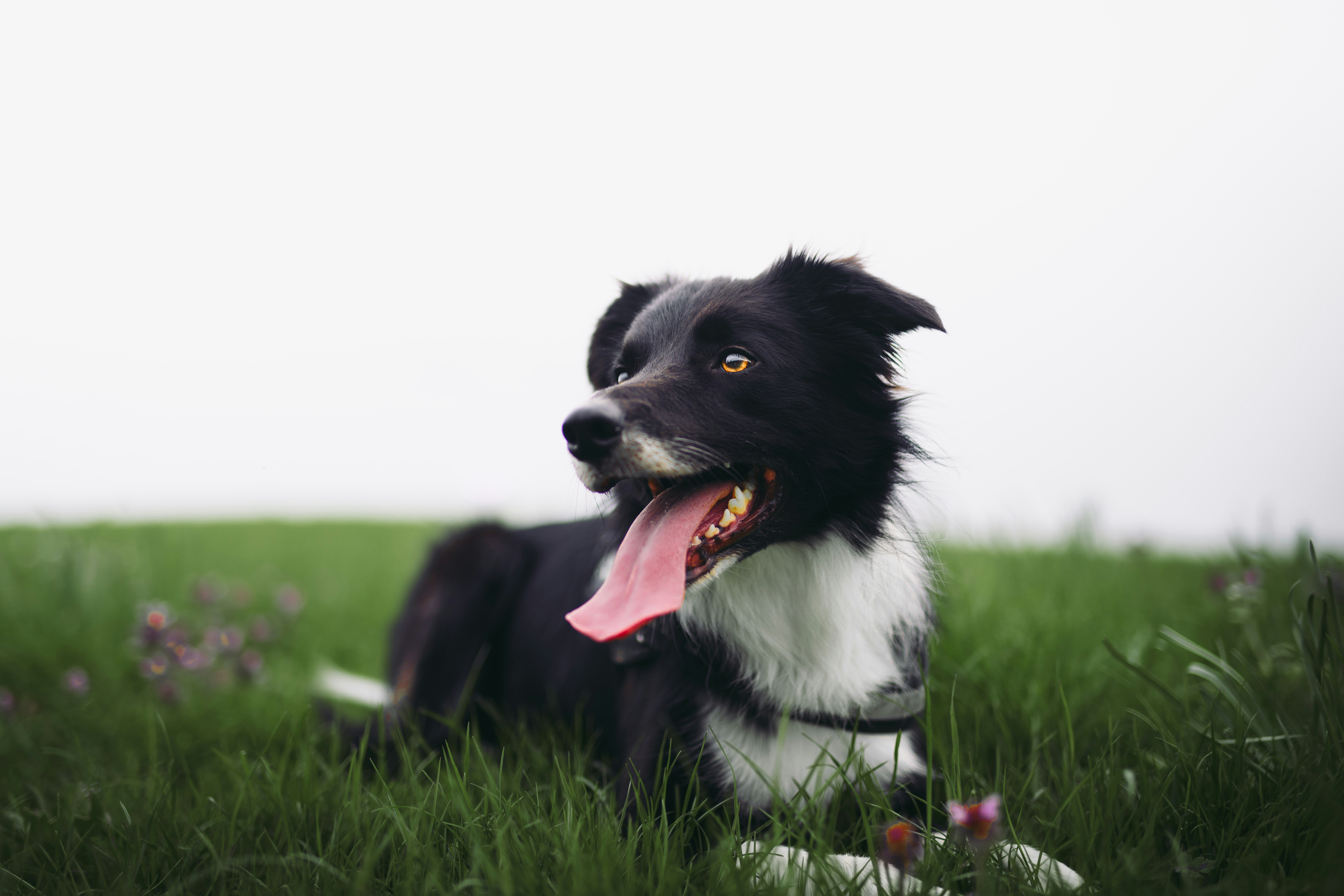 Are There Any Off-leash Areas For Dogs On The Island?