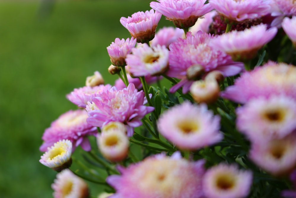 selective focus photography of purple flower