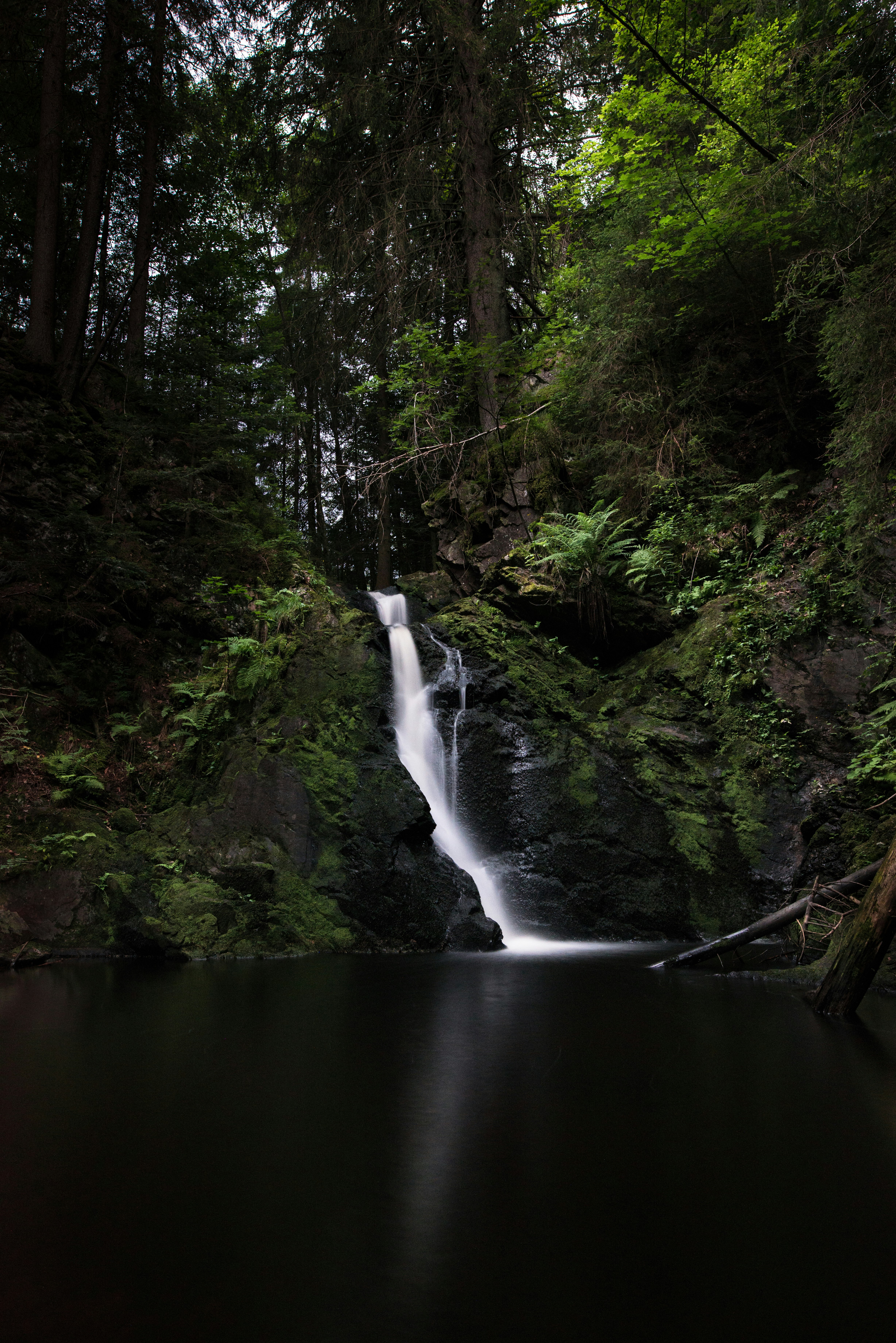 black forest