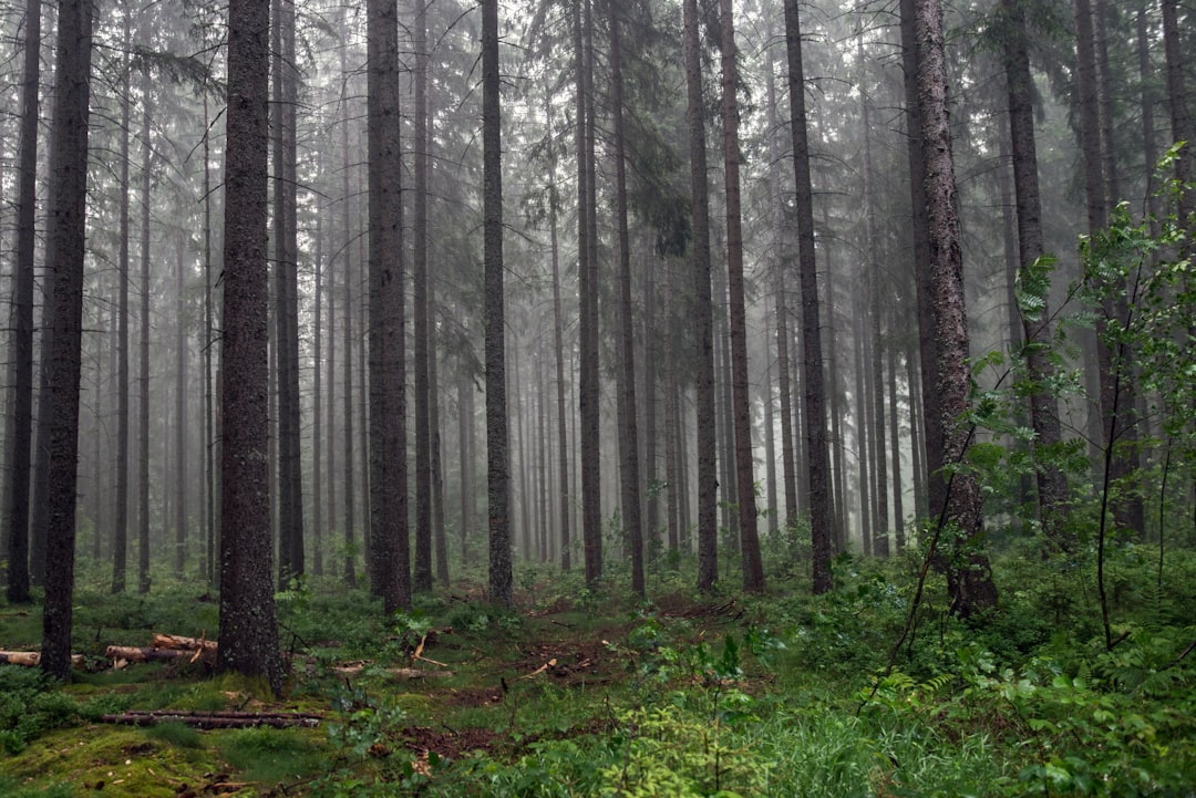 travelers stories about Forest in Black Forest, Germany