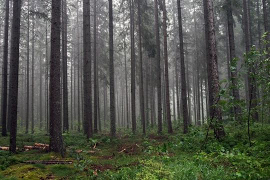 photograph of woods in Black Forest Germany