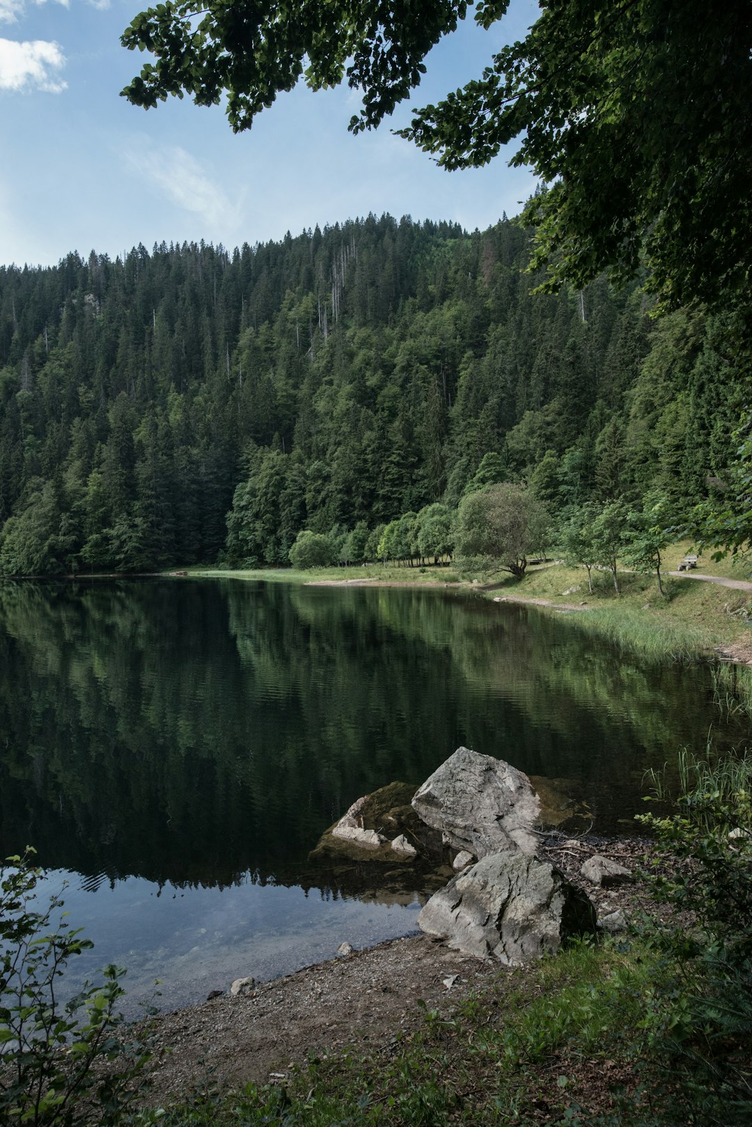 landscape photo of trees