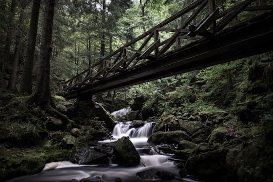 low angle photography of bridge over spring at woods in Black Forest Germany
