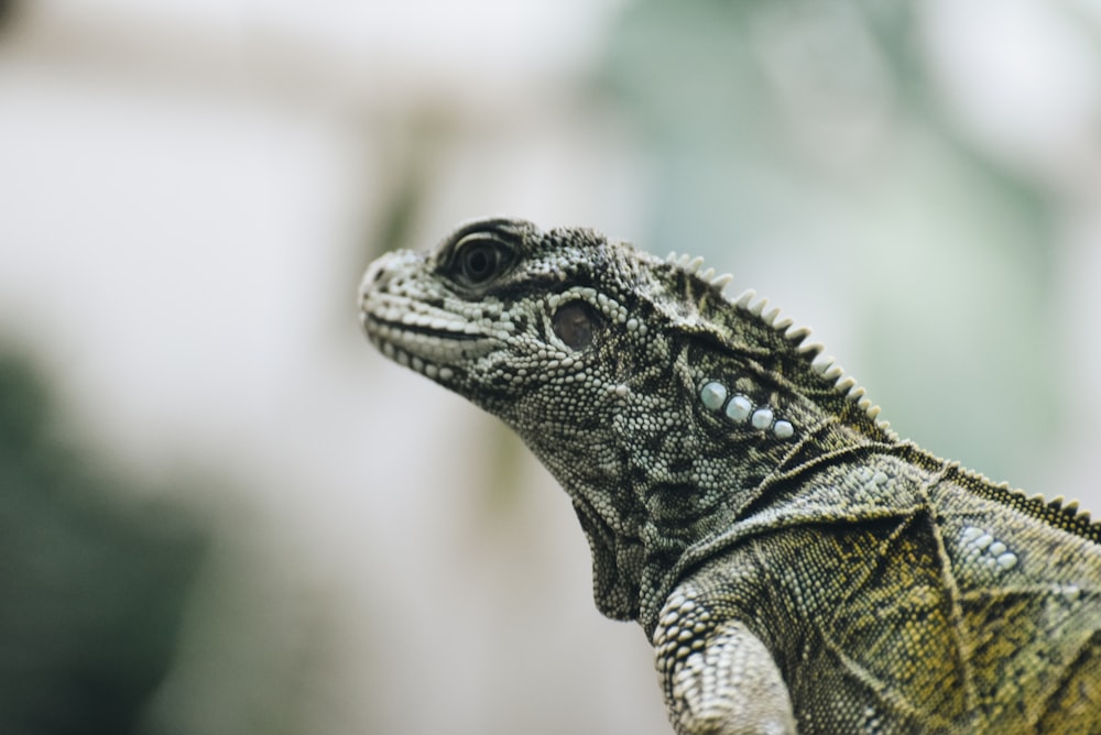 green and white iguana