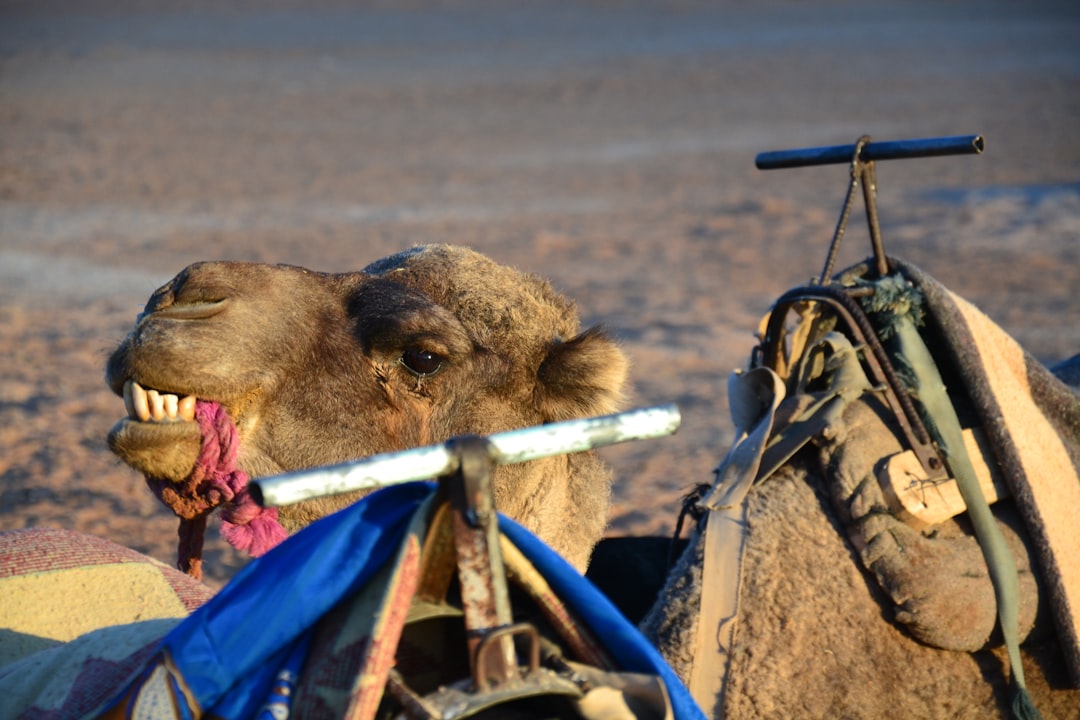 brown camel, Camel ride