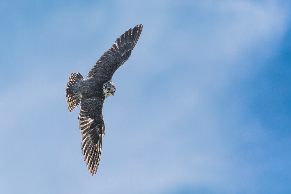 aerial photography of bird