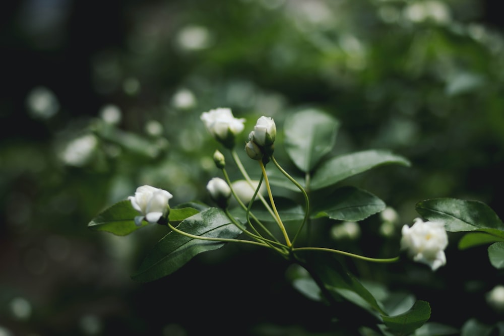 selective focus photograph of white flower