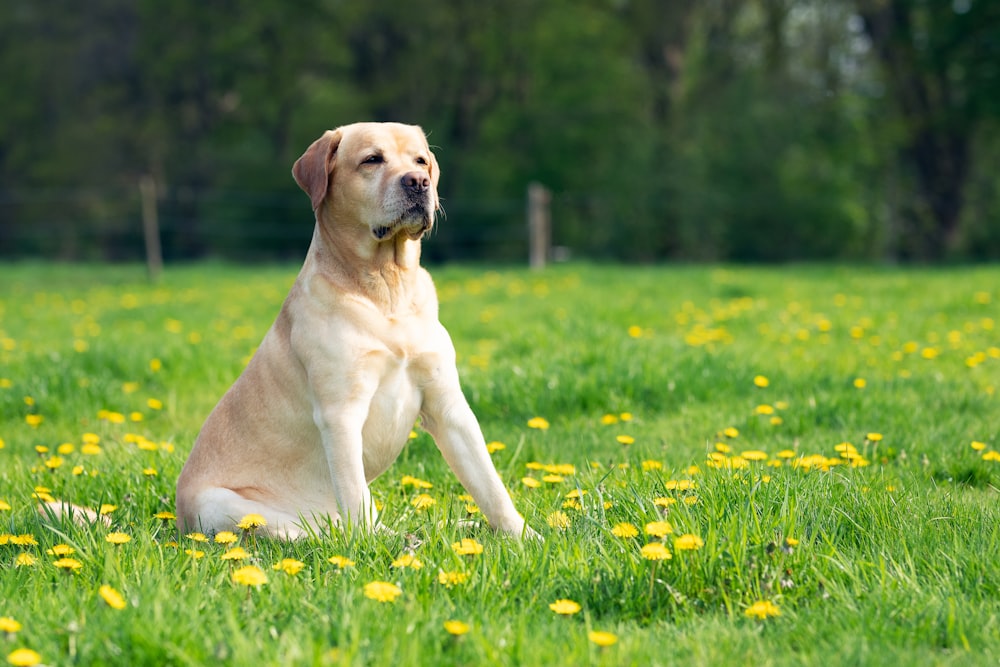 short-coated tan dog sitting on yellow petaled flower field