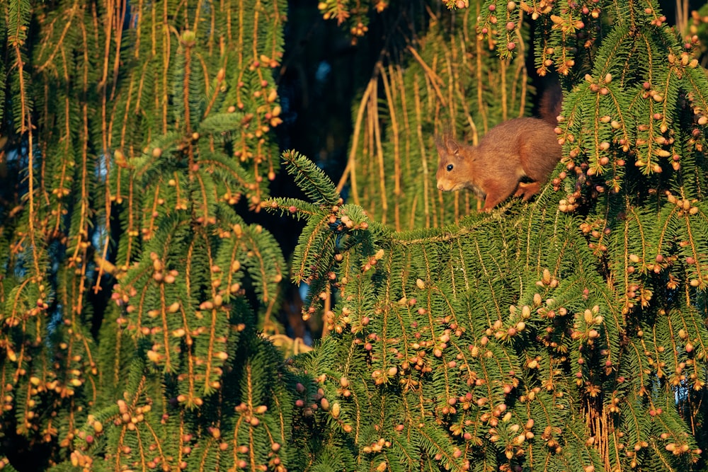 brown rabbit