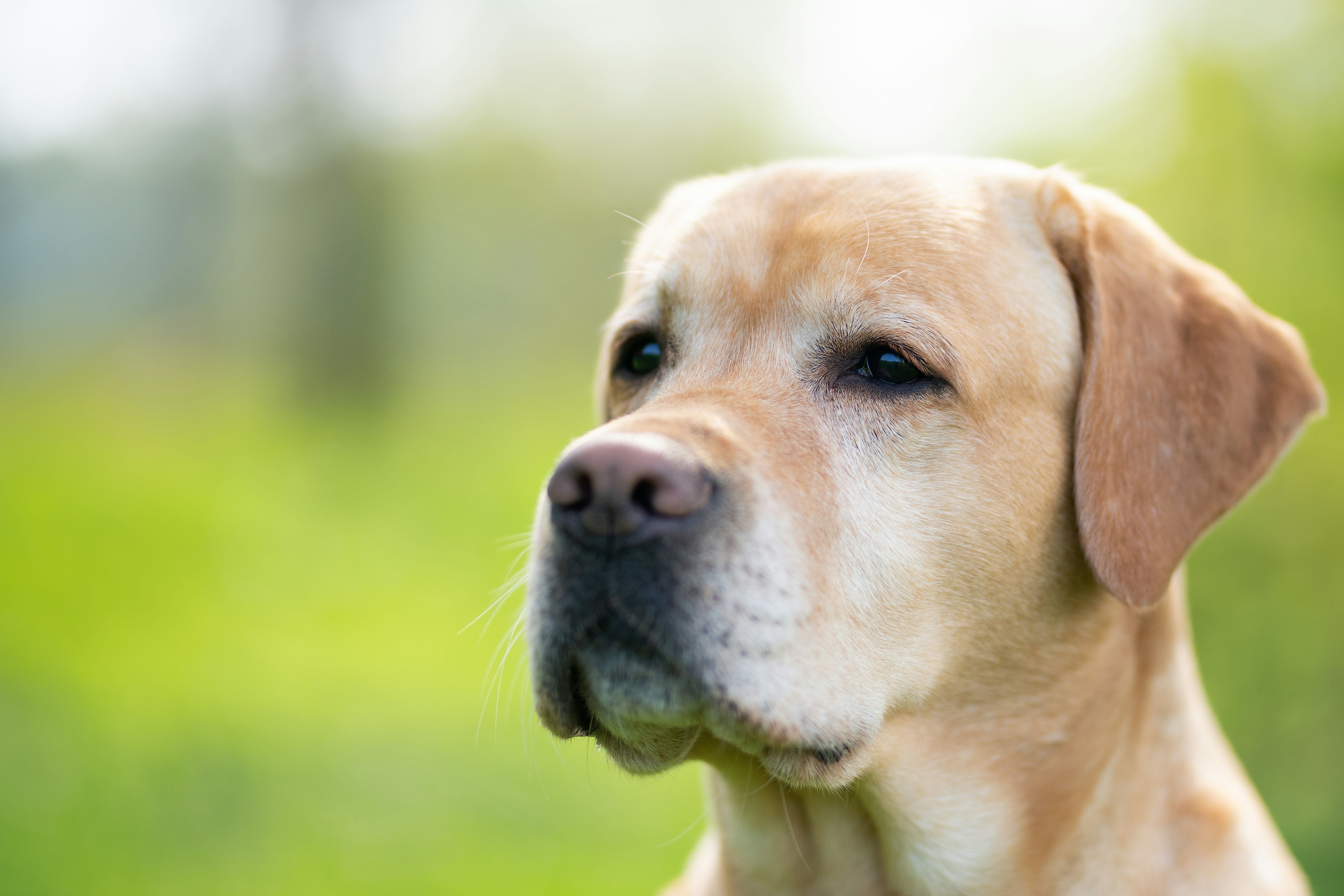 Woof! Learn All About Acupuncture for Dogs