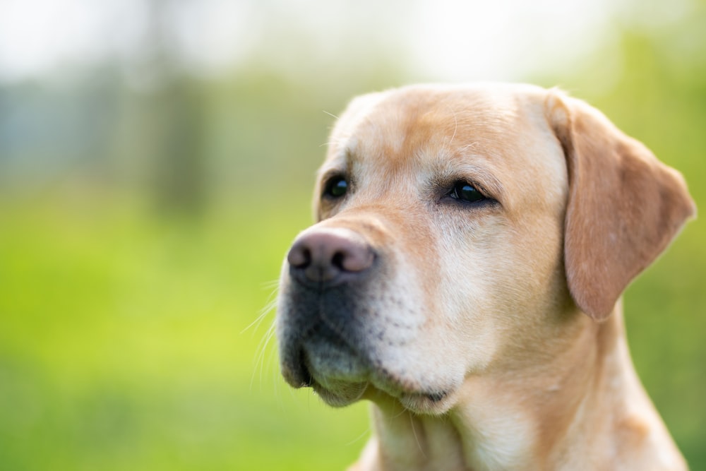 Flachfokusfotografie eines kurzhaarigen braunen Hundes
