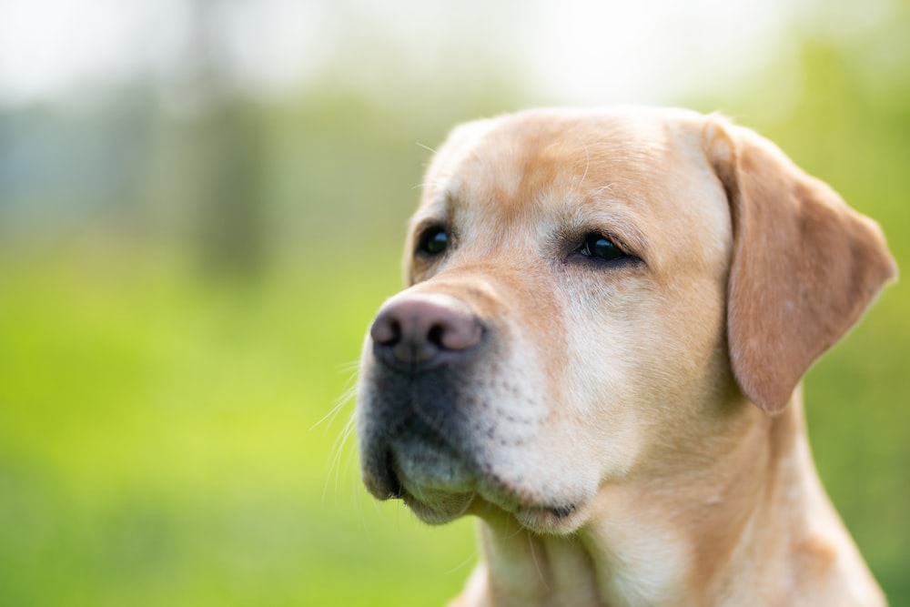 shallow focus photography of short-coated brown dog