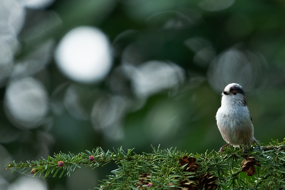 white and brown bird on green wreath