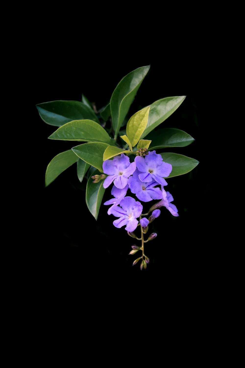 closeup photo of purple petaled flowers