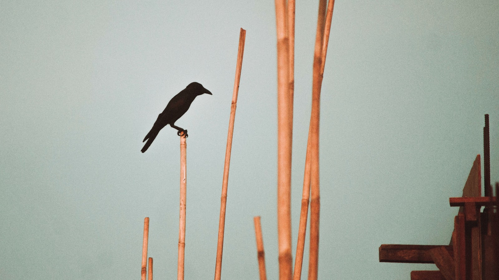 Canon EOS 700D (EOS Rebel T5i / EOS Kiss X7i) + Canon EF-S 55-250mm F4-5.6 IS sample photo. Crow perching on bamboo photography