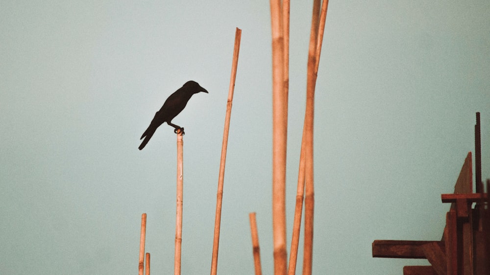 corvo empoleirado no bastão de bambu