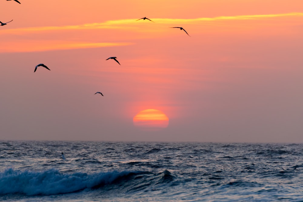 Pájaros voladores en el mar durante la hora dorada