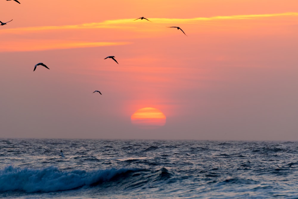 flying birds on sea during golden hour