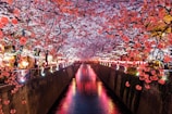 canal between cherry blossom trees