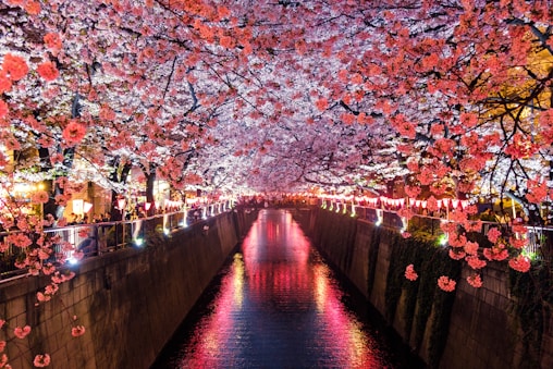 canal between cherry blossom trees