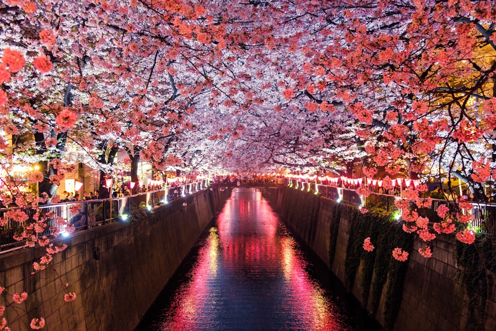 canal entre cerezos en flor