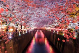 Cherry blossom in Tokyo