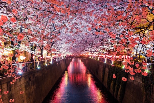 canal between cherry blossom trees in Meguro River Japan