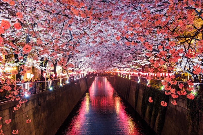Sakura Season
