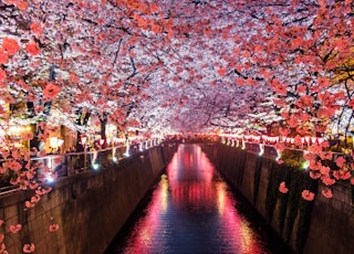 canal between cherry blossom trees